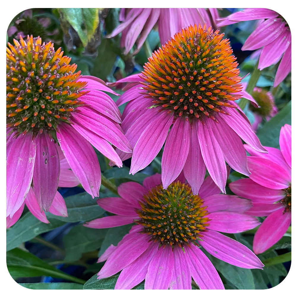 Echinacea 'Artisan Brilliant Rose'