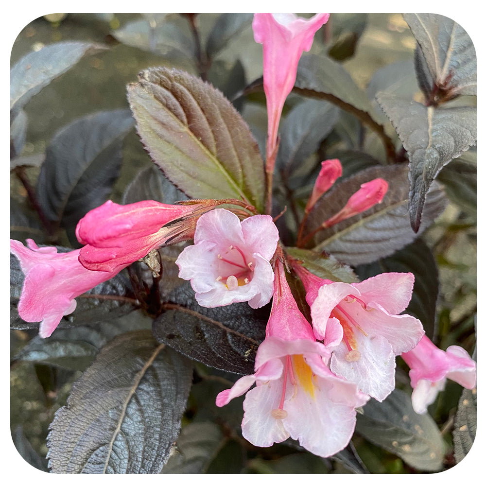 Weigela 'Sonic Boom Wine' by Proven Winners (Weigela florida 'Bokrasopin)