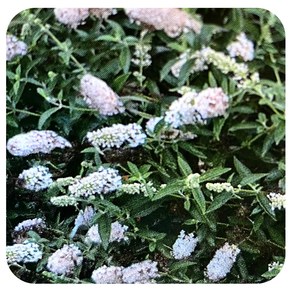 Butterfly Bush ' LIttle Angel' (Buddleia)