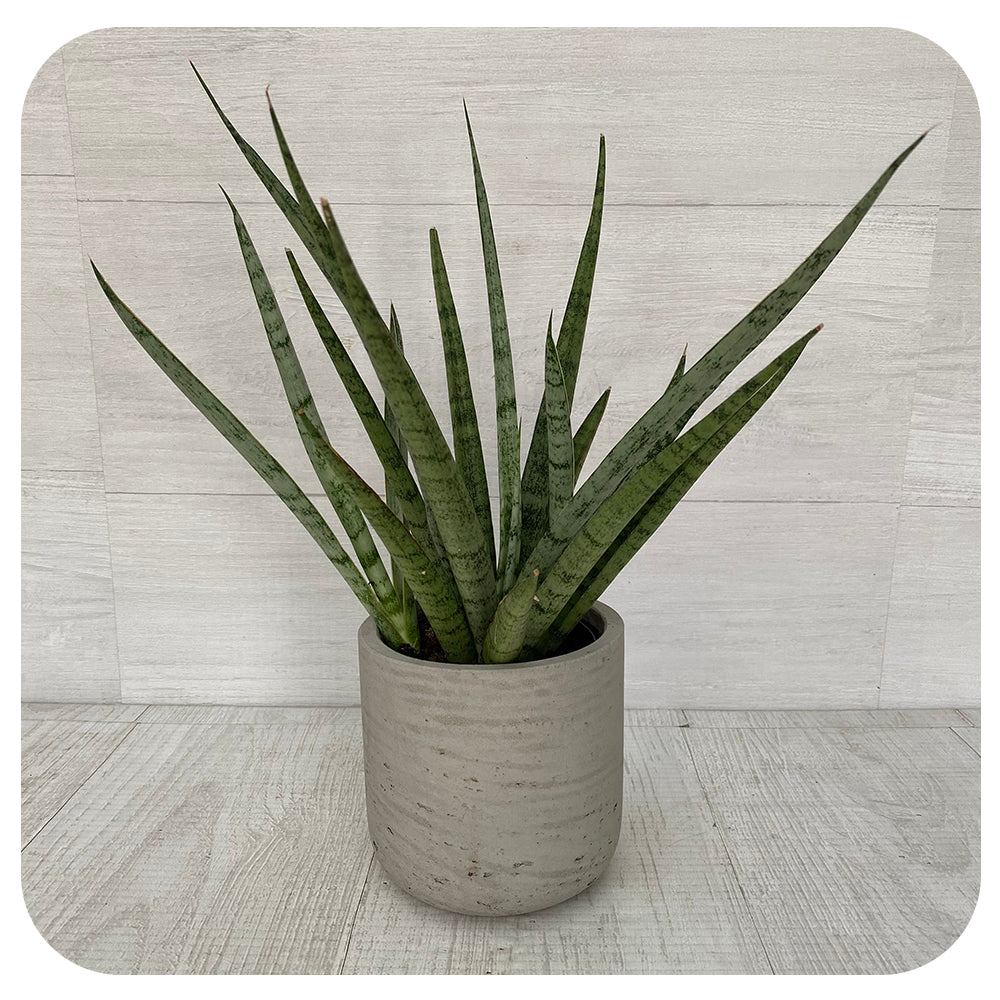 Snake Plant ‘Icicle Fernwood’ (Sansevieria)