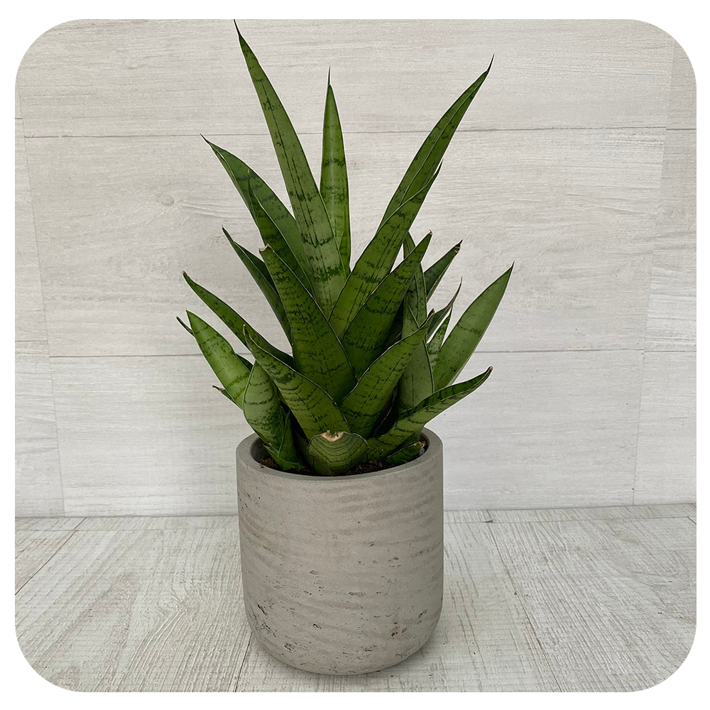 Snake Plant ‘Tough Lady’ (Sansevieria)