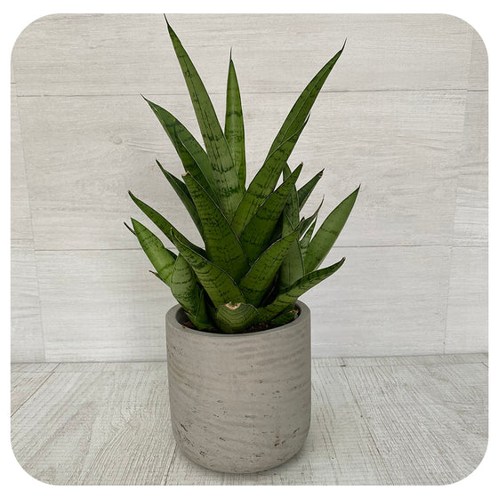 Snake Plant ‘Tough Lady’ (Sansevieria)