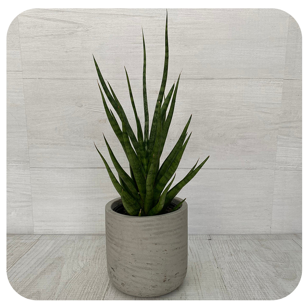 sansevieria spiky Snake Plant 'Francisii Spiky' (Sansevieria)