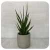 Snake Plant ‘Francisii Spiky' (Sansevieria)