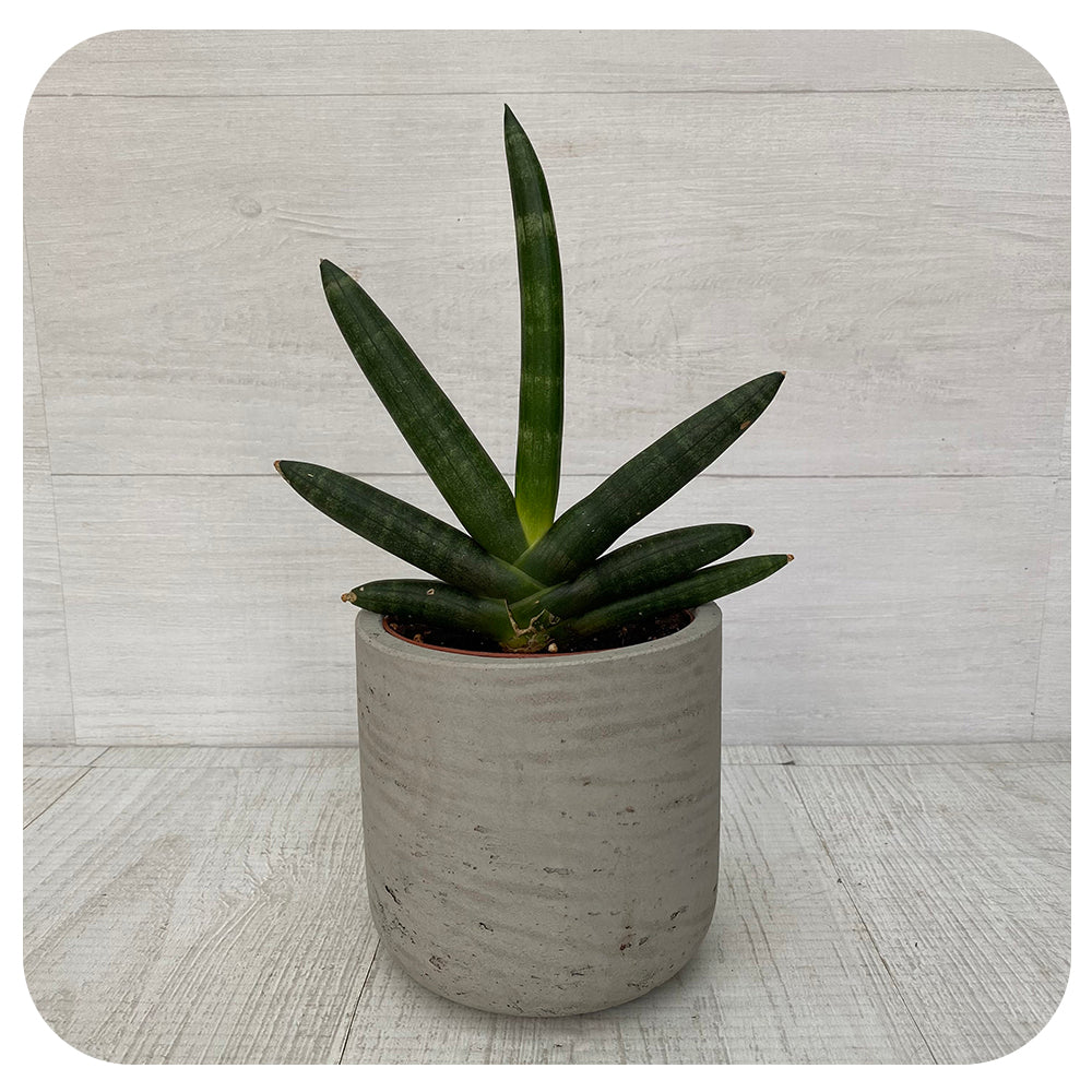Sansevieria Boncellensis Black