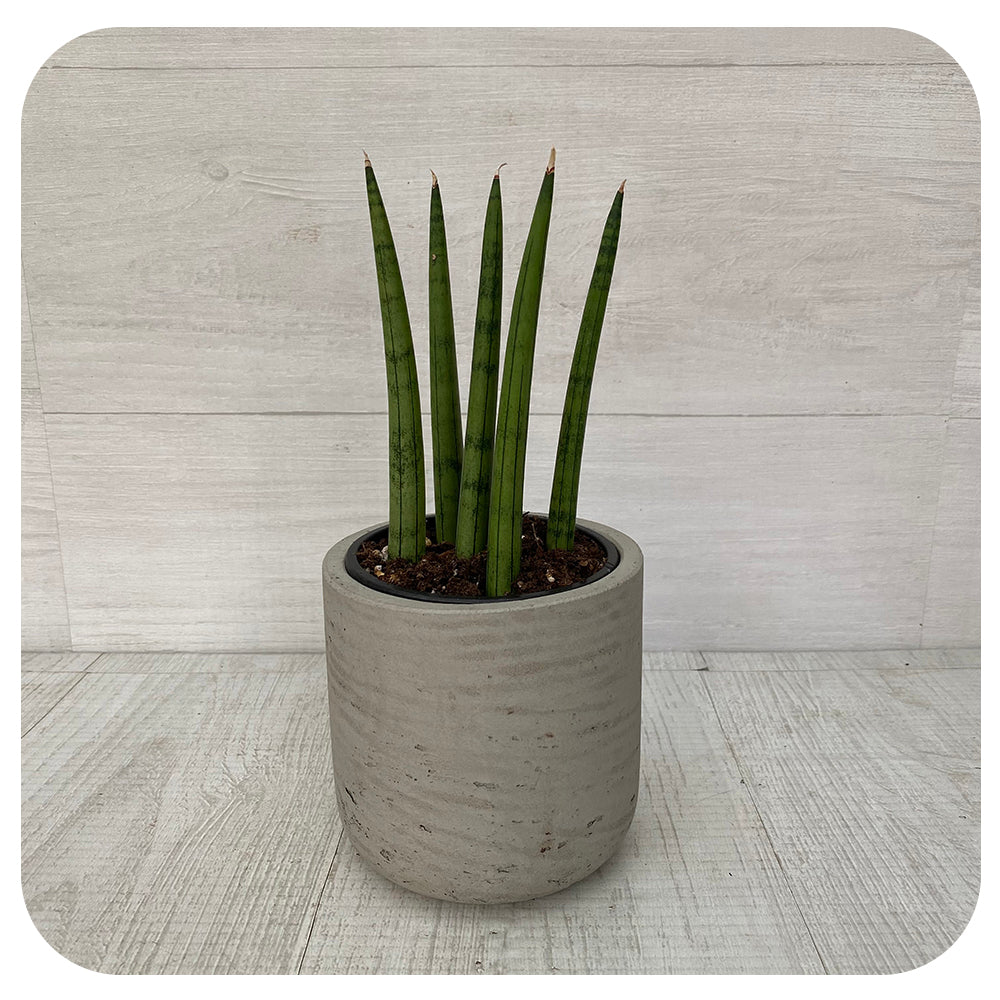 Snake Plant ‘Dragon Fingers' (Sansevieria)
