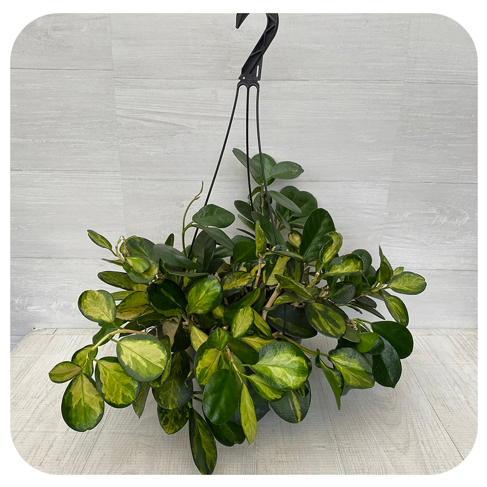 Hoya  'Lisa' Hanging Basket