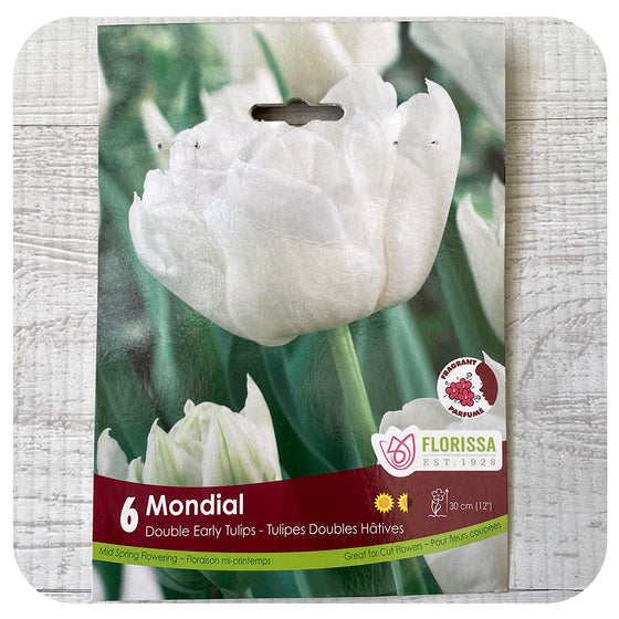 Tulip 'Mondial'