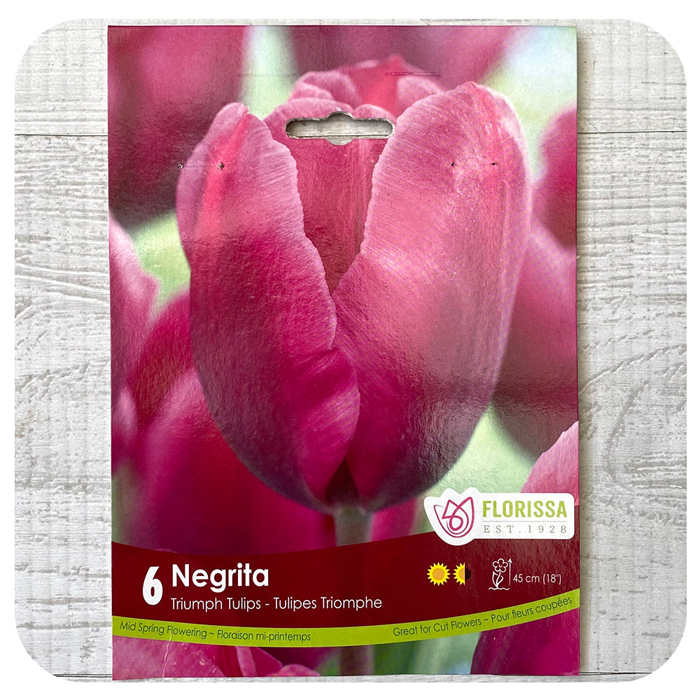 Tulip 'Negrita'