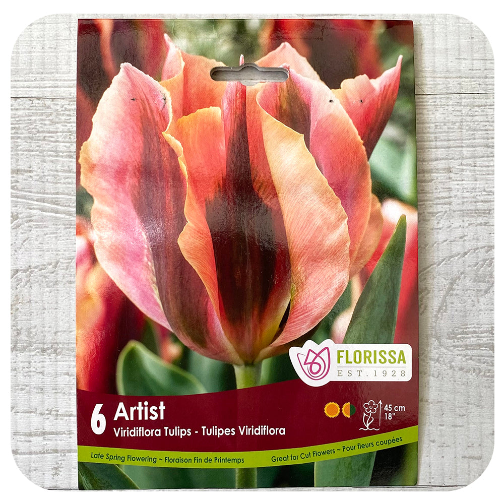 Tulip 'Artist'
