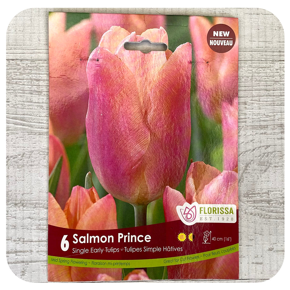 Tulip 'Salmon Prince'