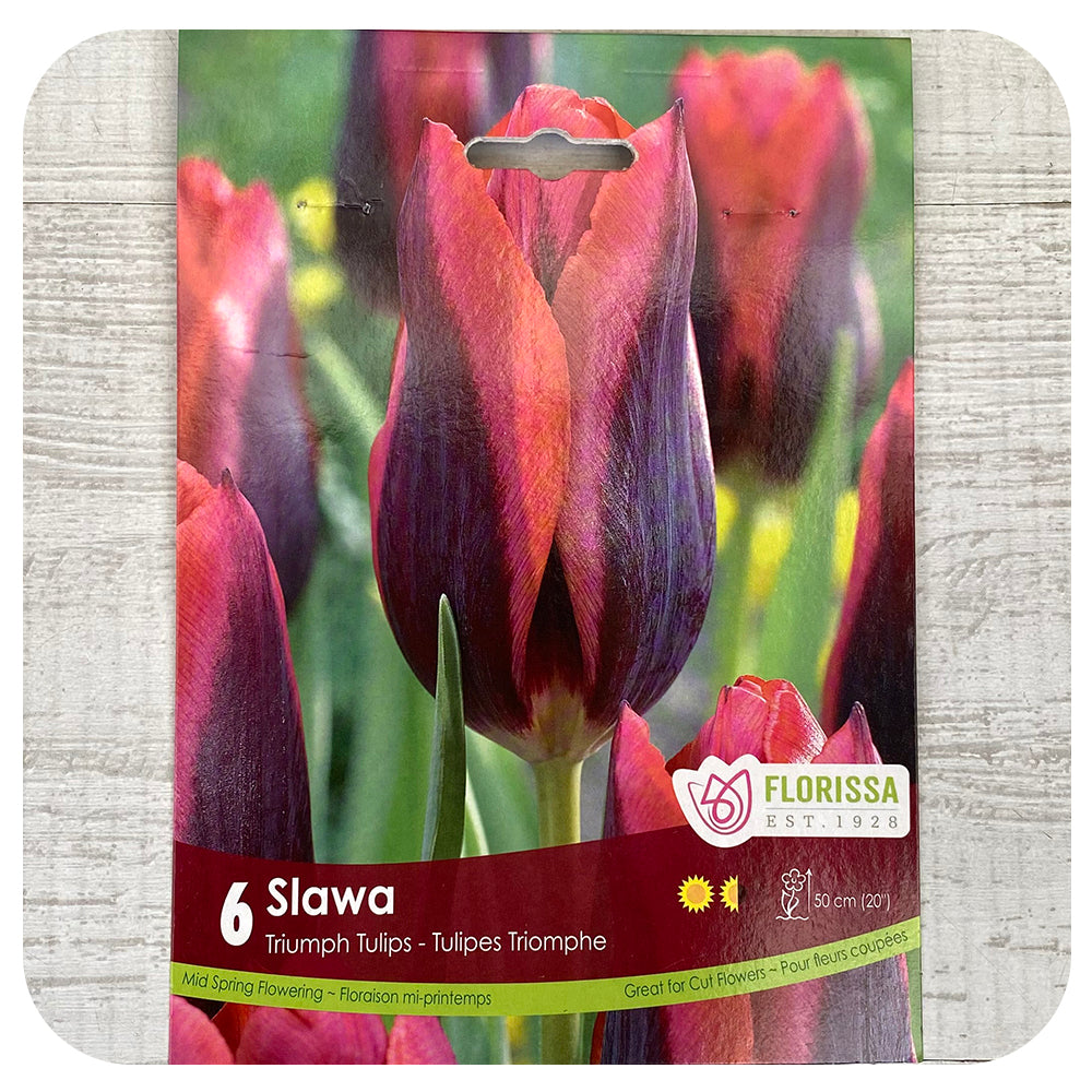 Tulip 'Slawa'