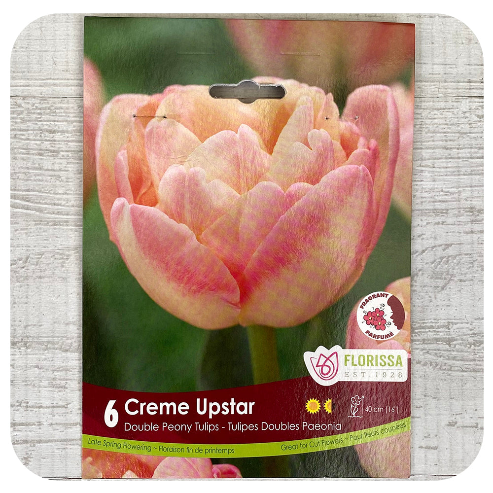 Tulip 'Creme Upstar'