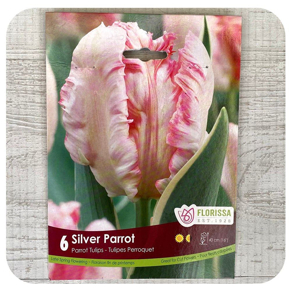 Tulip 'Silver Parrot'