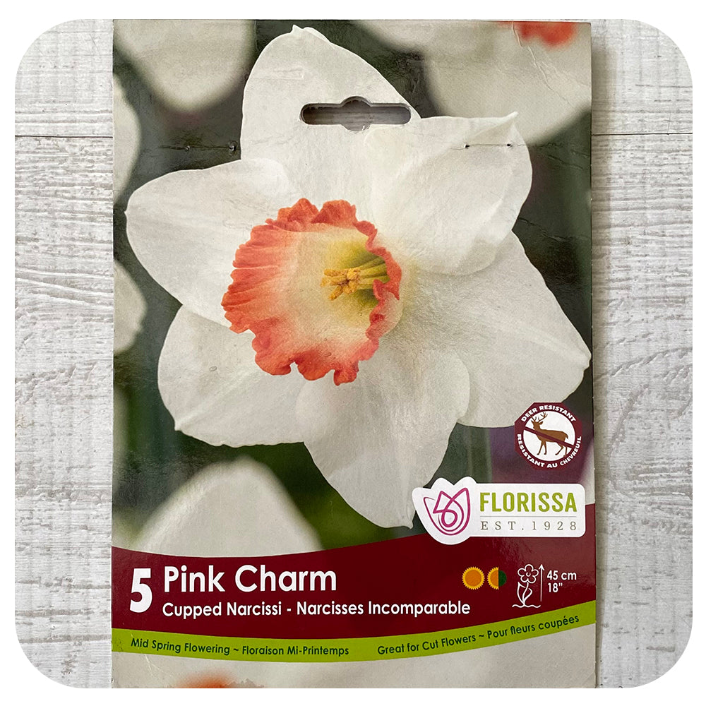 Daffodil 'Pink Charm' (Narcissus)