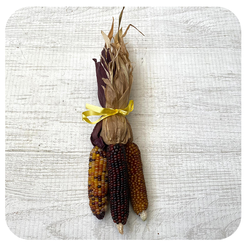 Ornamental Corn Bunch
