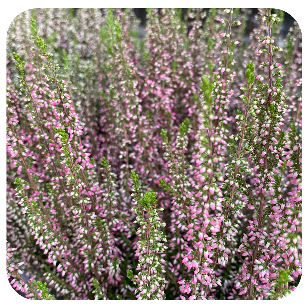 Heather (Calluna vulgaris)