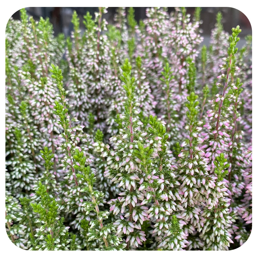 Heather (Calluna vulgaris)