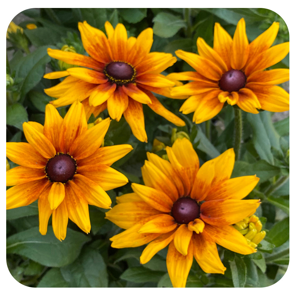Rudbeckia Sunbeckia (Annual)
