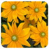Rudbeckia Sunbeckia (Annual)