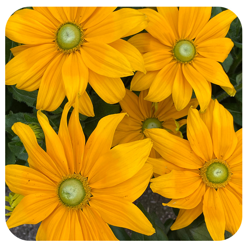 Rudbeckia Sunbeckia (Annual)