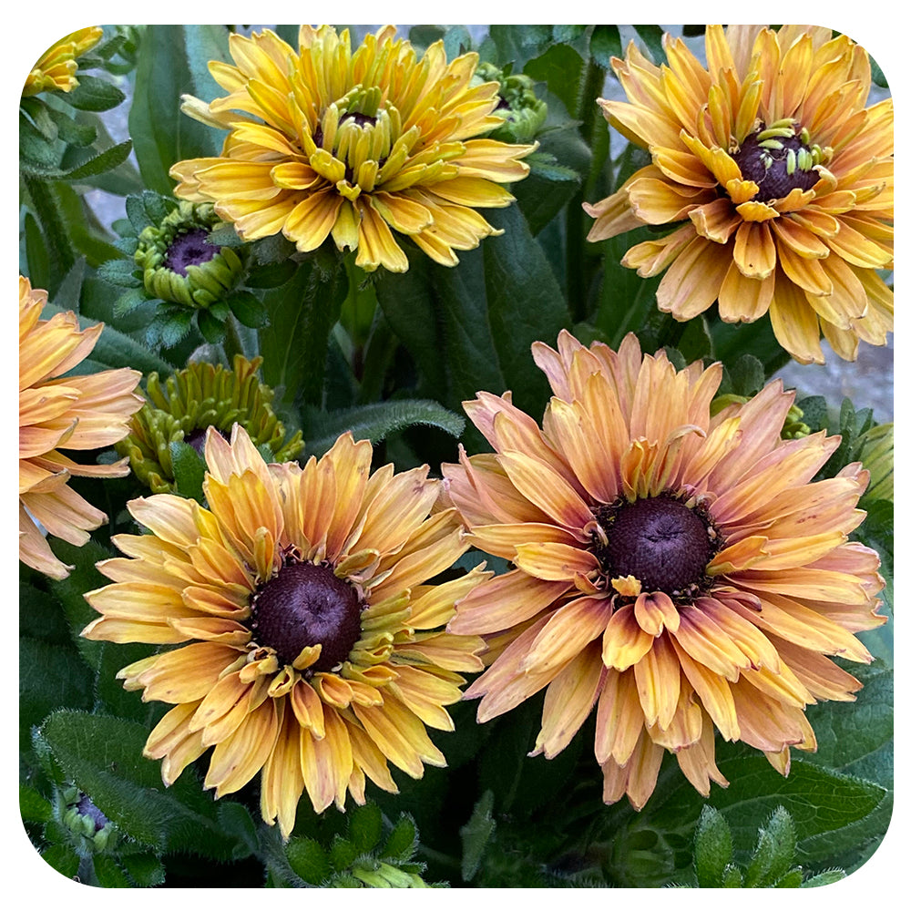 Rudbeckia Sunbeckia (Annual)