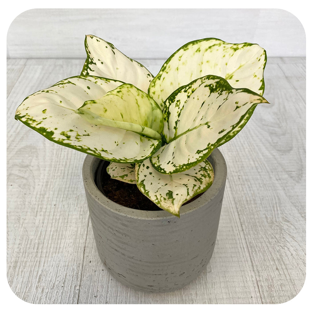 Aglaonema 'Beauty White'