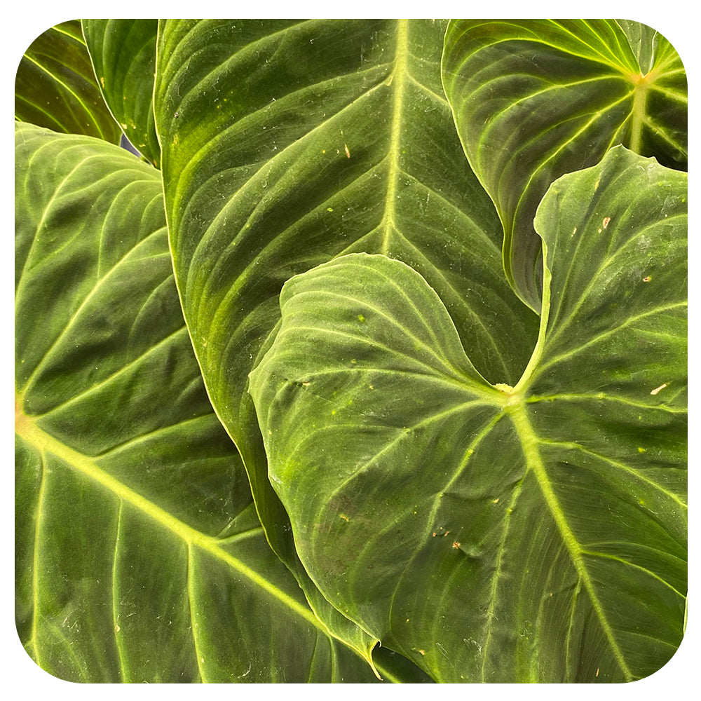 Philodendron 'Splendid'