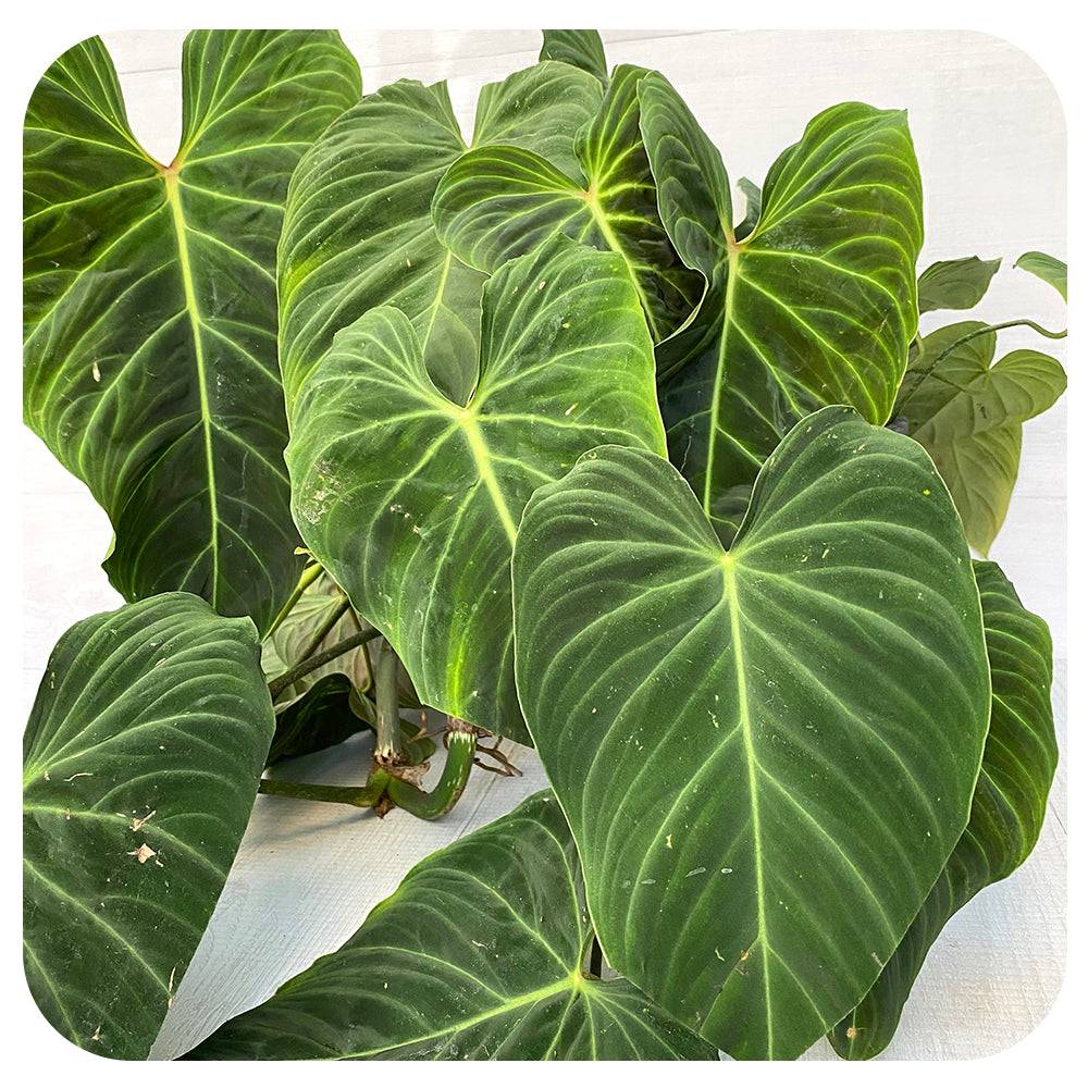 Philodendron 'Splendid'