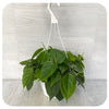 Philodendron Cordatum (Sweetheart Vine or Heart Leaf Philodendron)
