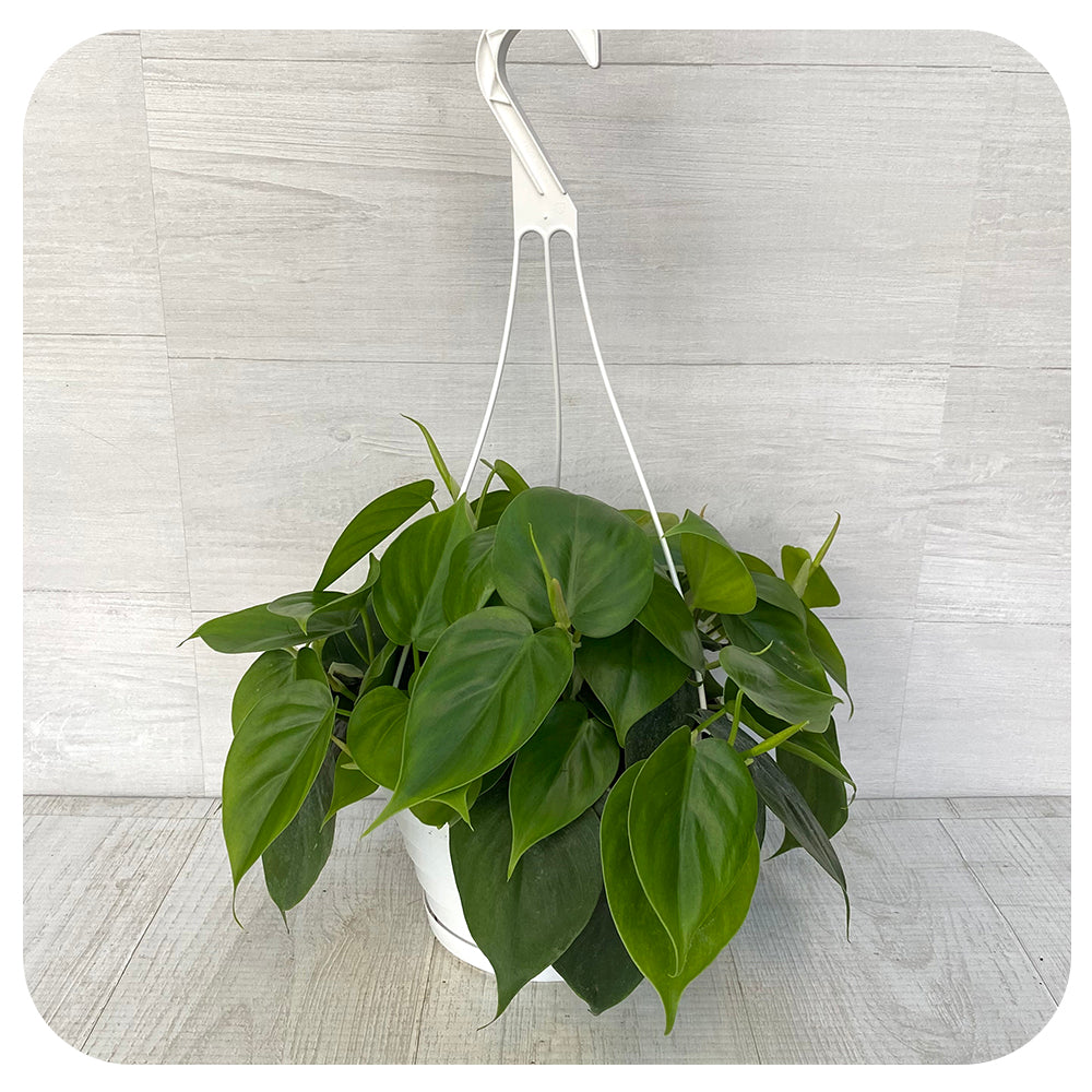pothos cordatum Philodendron Cordatum (Sweetheart Vine or Heart Leaf Philodendron)