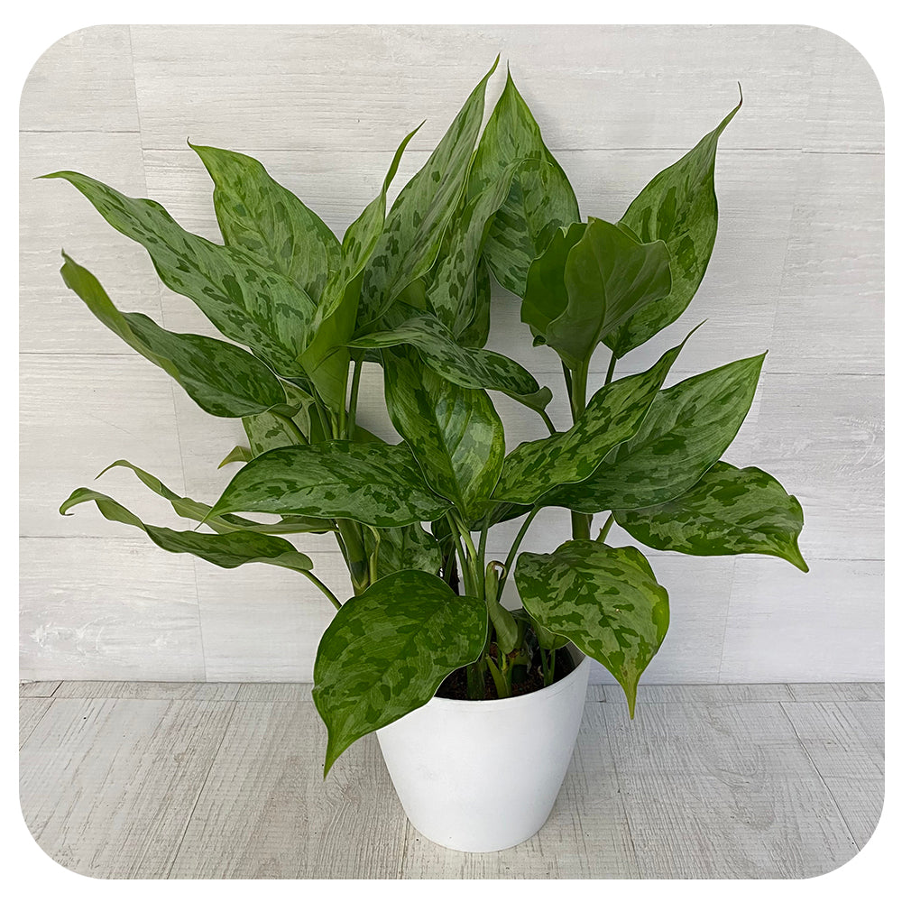 Aglaonema 'Army'