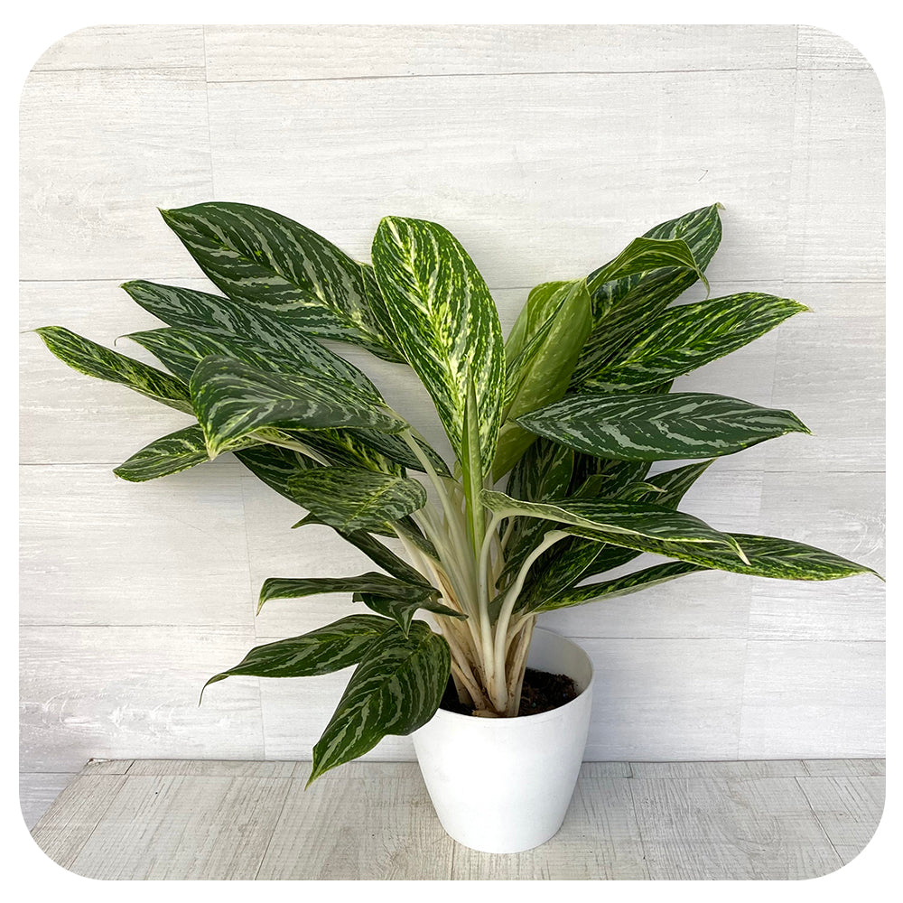 Aglaonema 'Golden Madonna'