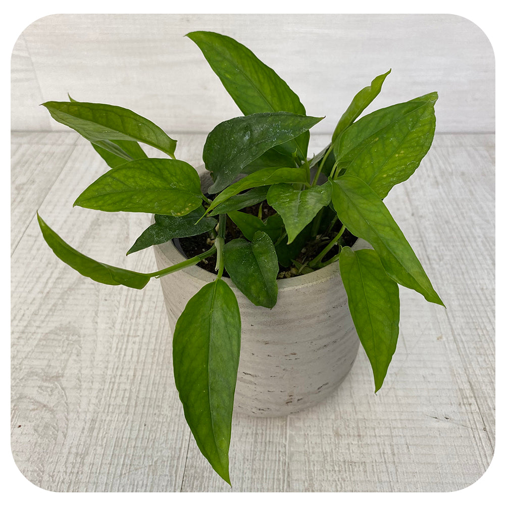 Epipremnum 'Skeleton Key'