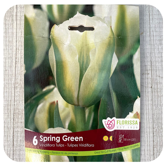 Tulip 'Spring Green'