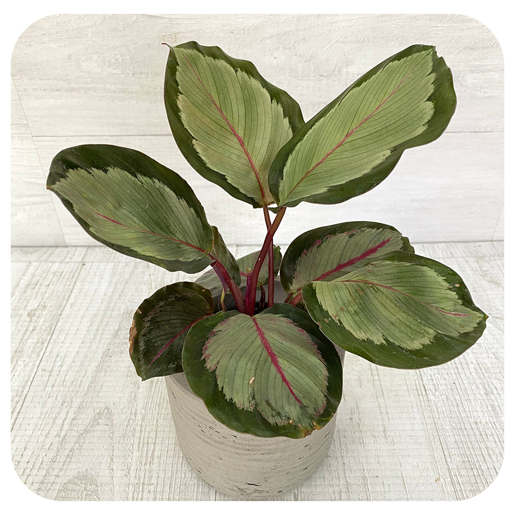 Calathea 'Northern Lights'