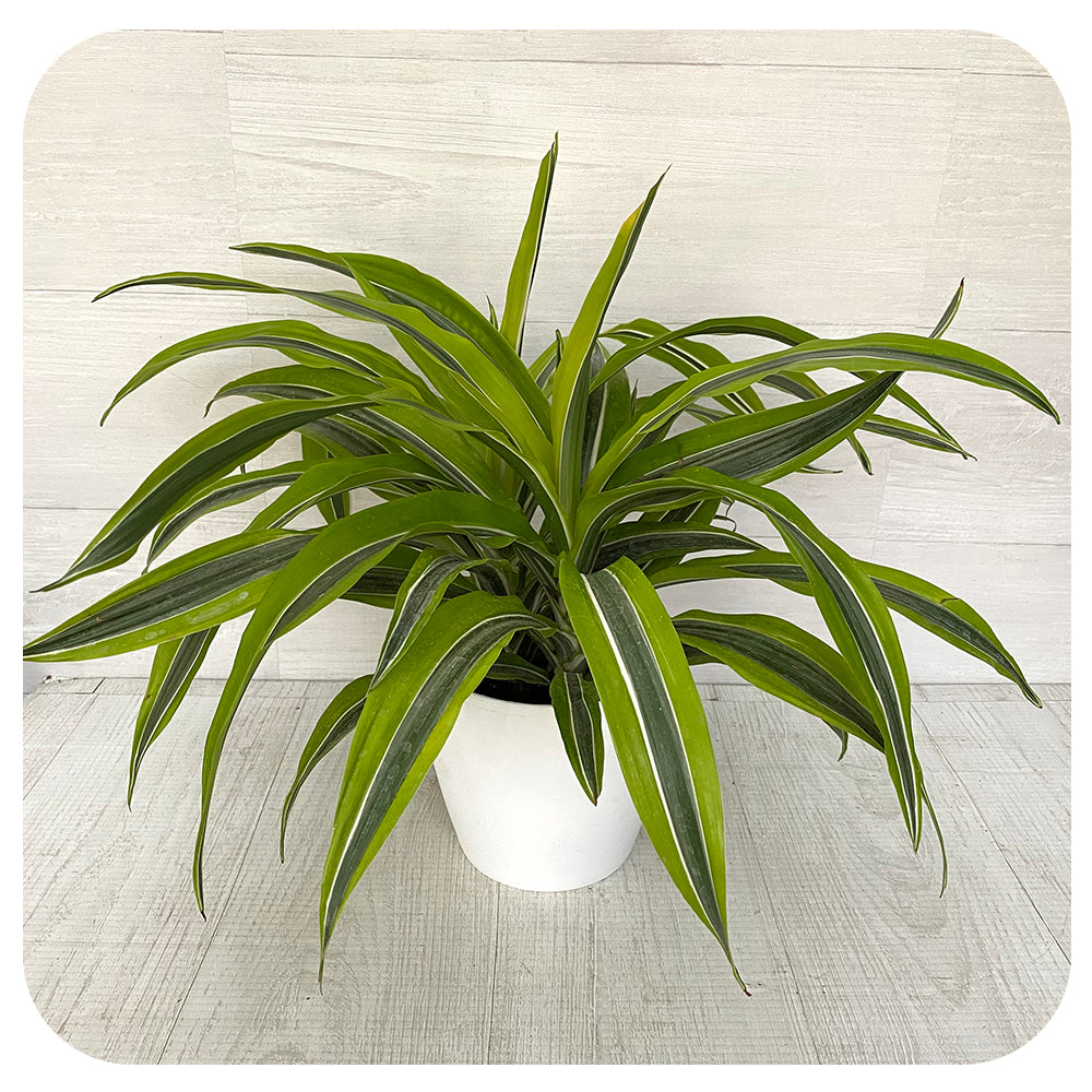 Dracaena Warnecki Lemon Lime