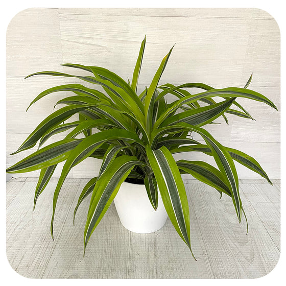 Dracaena Warnecki Lemon Lime