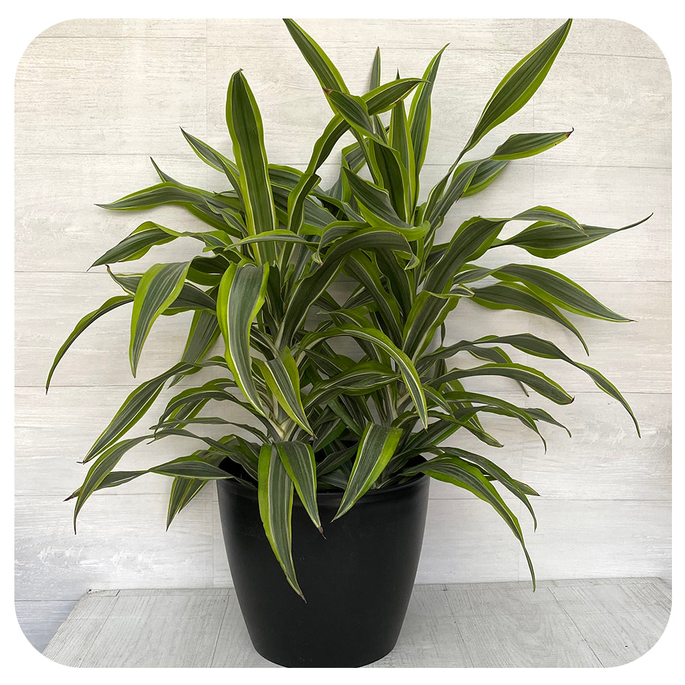 Dracaena Warnecki Lemon Lime