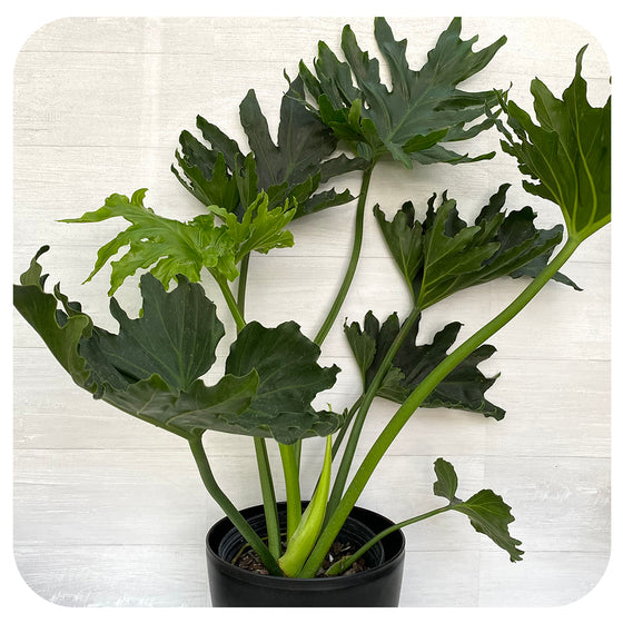 Philodendron 'Hope'