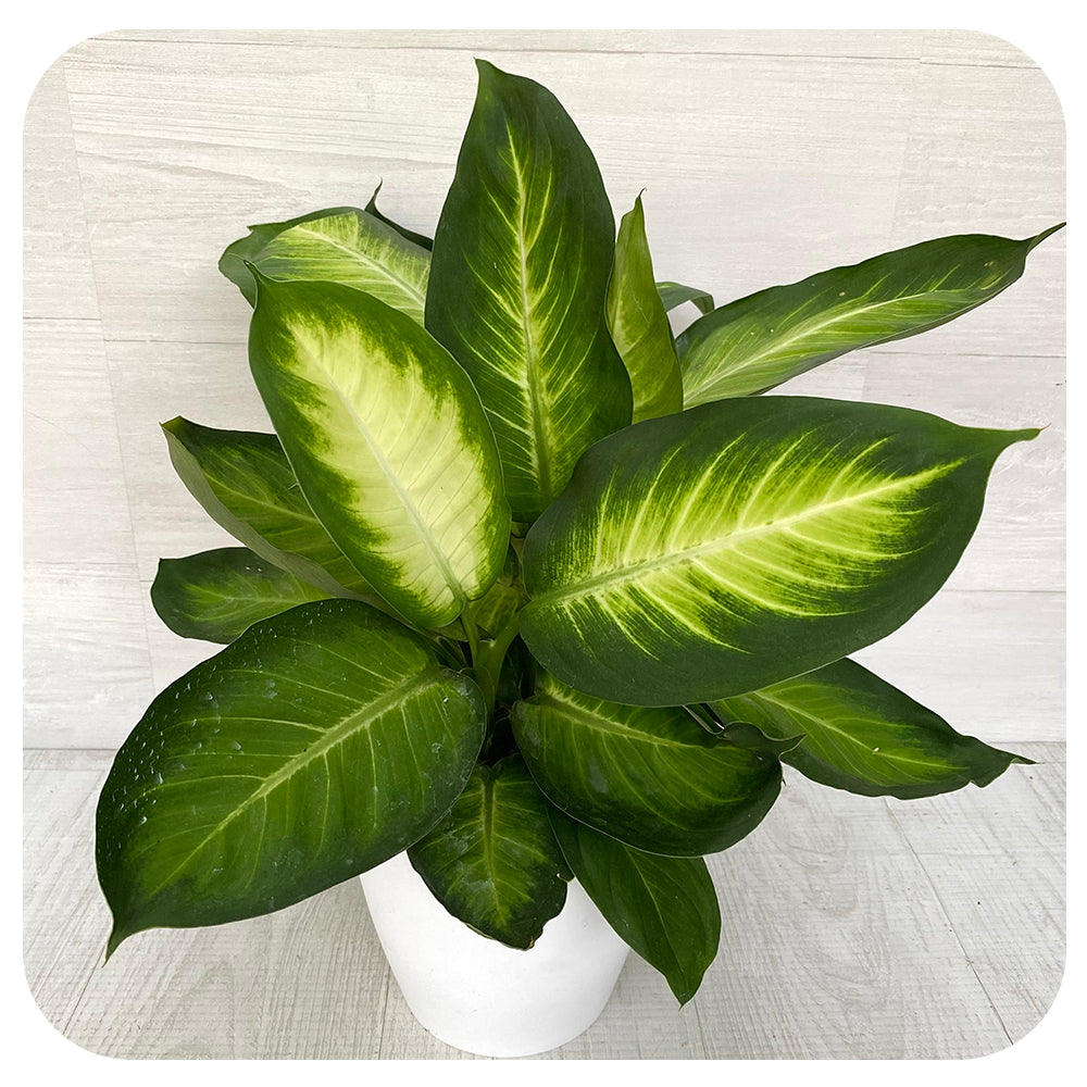 Dieffenbachia 'Tropical Marianne'