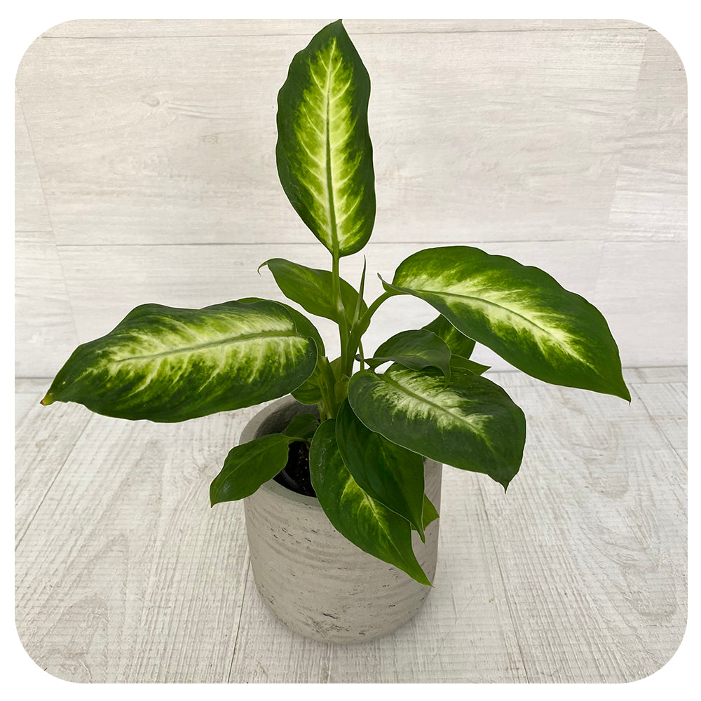 dieffenbachia and pets Dieffenbachia 'Camille' (TOXIC for pets)