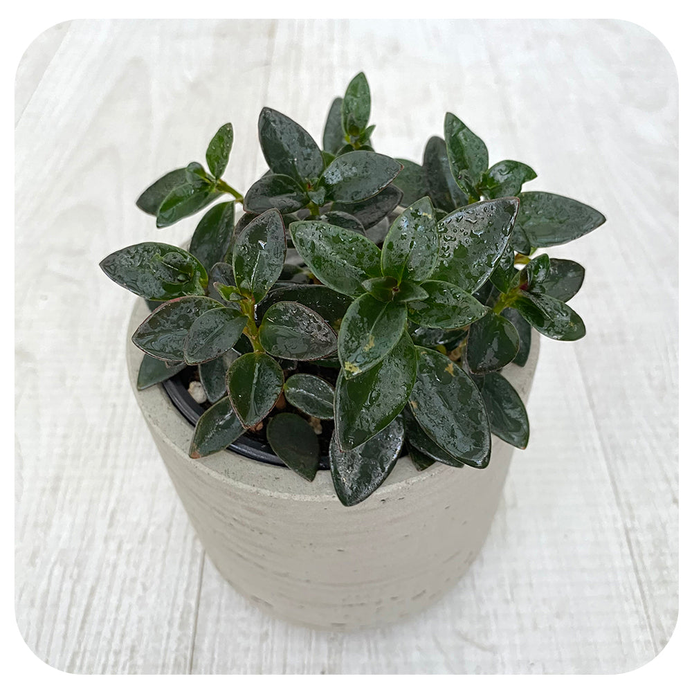 Goldfish 'Black and Gold'