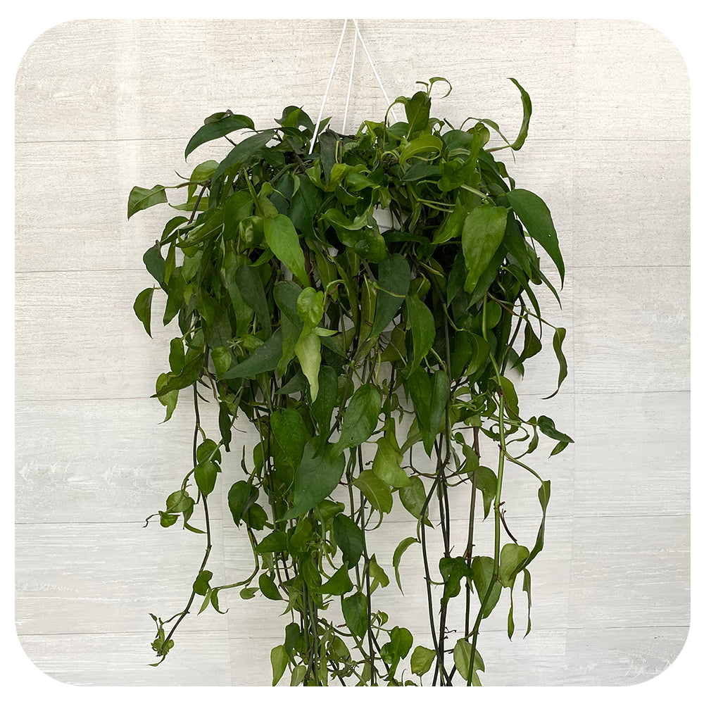 Epipremnum 'Skeleton Key' Hanging Basket