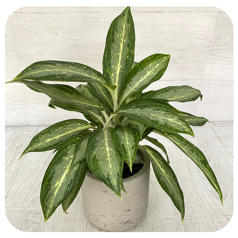 aglaonema white rain Aglaonema 'White Rain'
