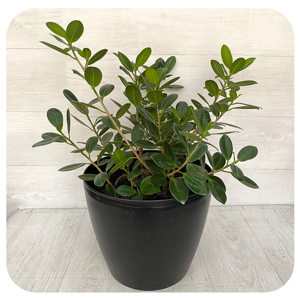 Ficus Green Island Bush
