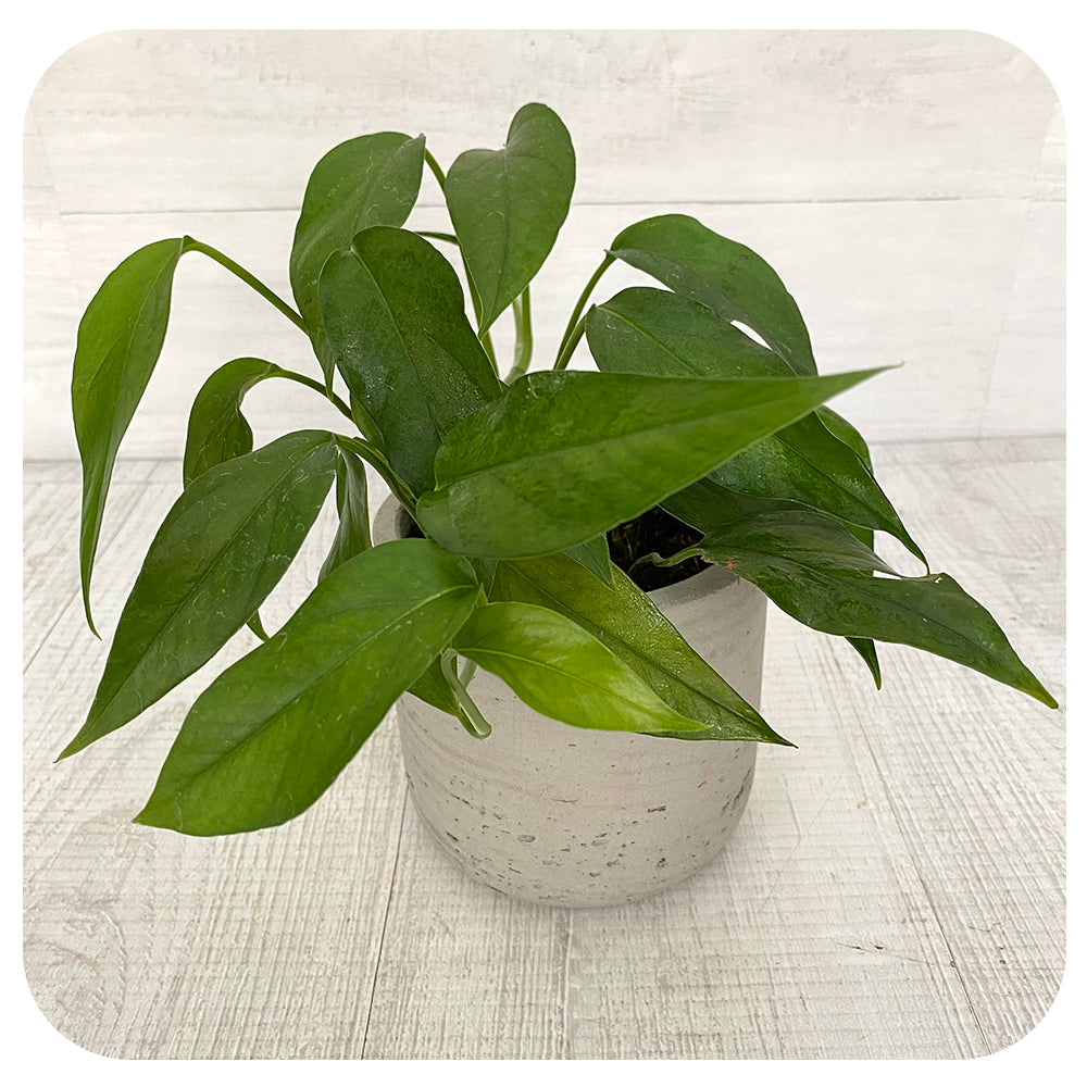 Pothos 'Baltic Blue'