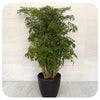 Aralia Ming Stump