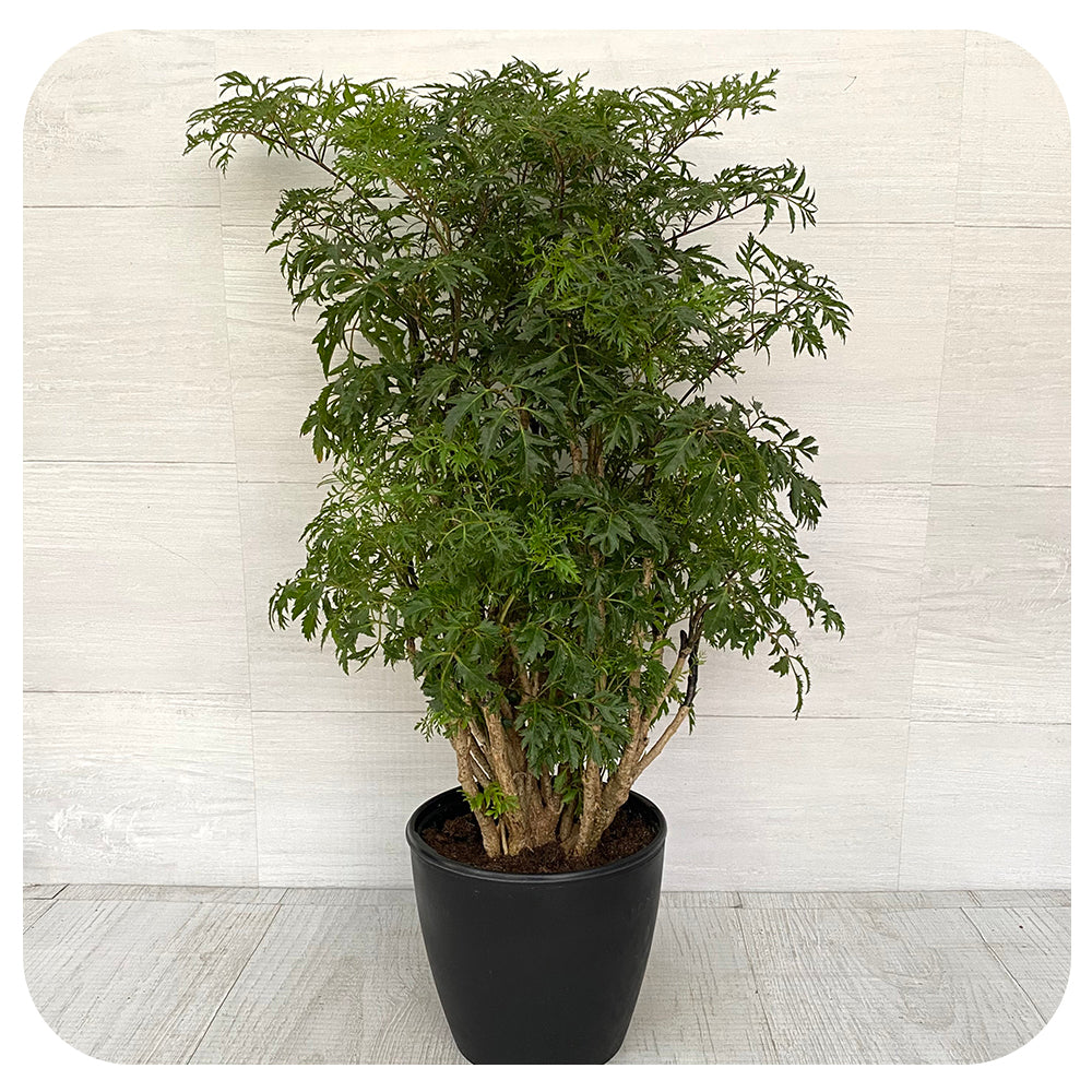 Aralia Ming Stump