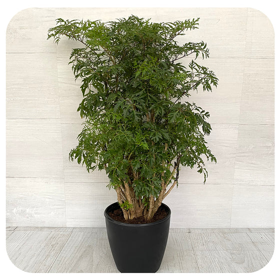 Aralia Ming Stump